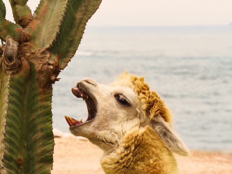 Atacama Desert